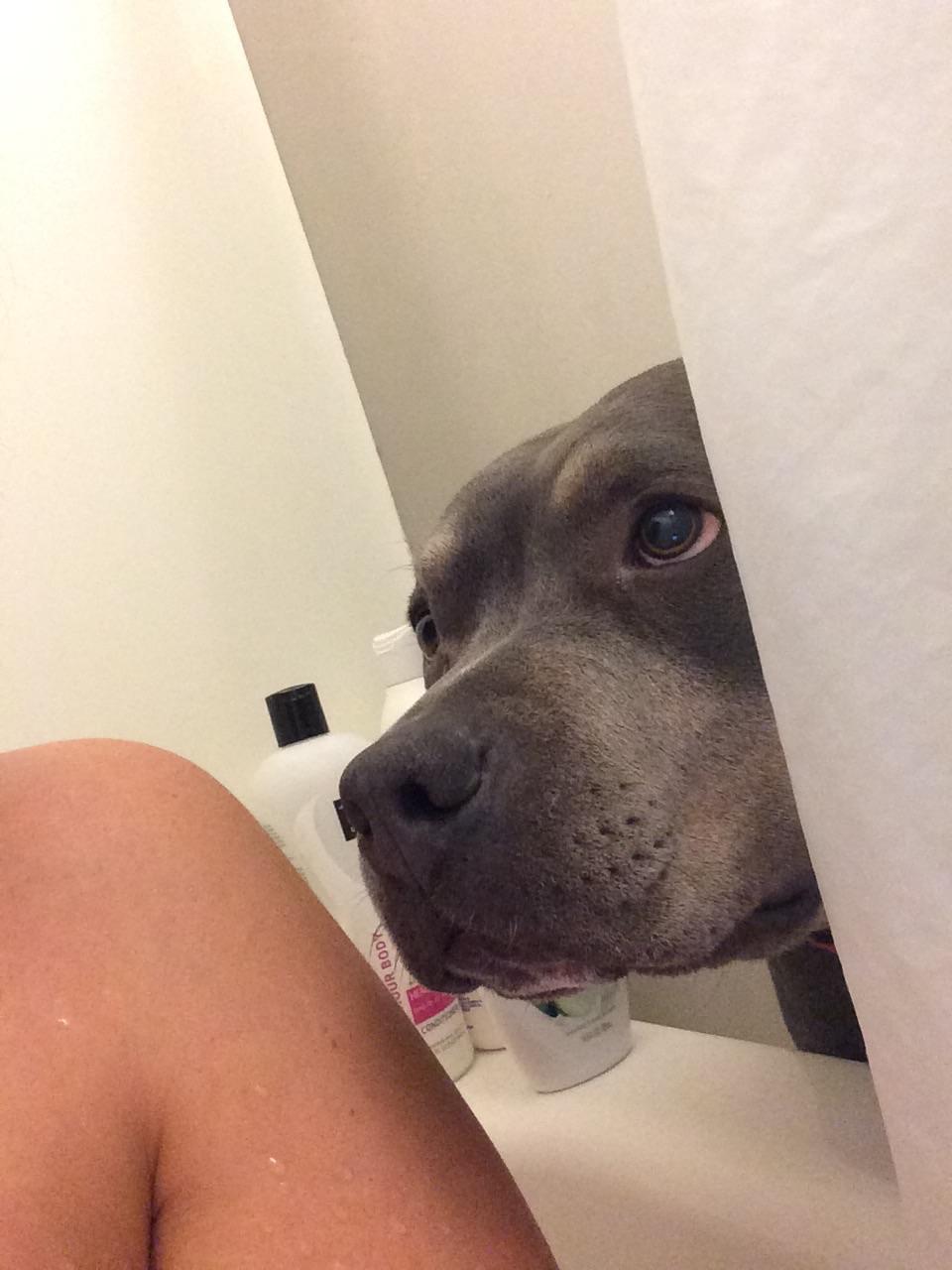awwww-cute:  My sister recently adopted a dog from the Humane Society