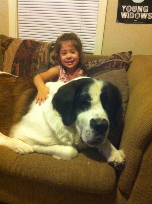 bigcoolscorner: Rocky. Saint Bernard. Idiot. Friend.