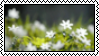 White flowers