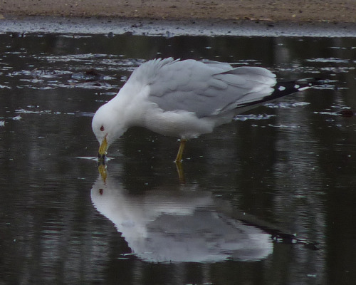 dendroica:Ring-billed Gull taking a drink (by me)