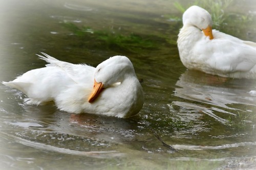 thetwilightgarden:preening by Molly Deanwww.mollydean.com