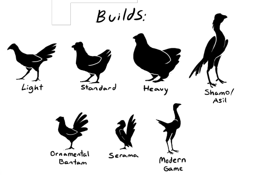 badcharacterdesign:luxtempestas:CHICKEN DIVERSITY MASTERPOSTsomething i put together that might also