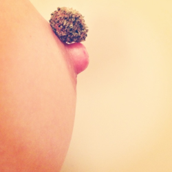 ohhmyyitscarmenn:  never in my life did i think i would see a picture of a nug resting atop a hard nipple omg
