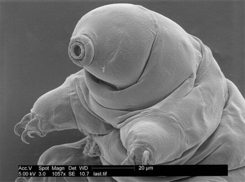 odditiesoflife:Water Bears - Nature’s Greatest SurvivorsTardigrades (known as water bears or moss pi