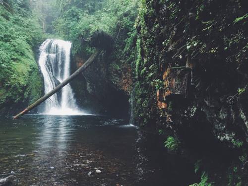 justapplyyourself:Butte Creek Falls. Molalla, Oregon.