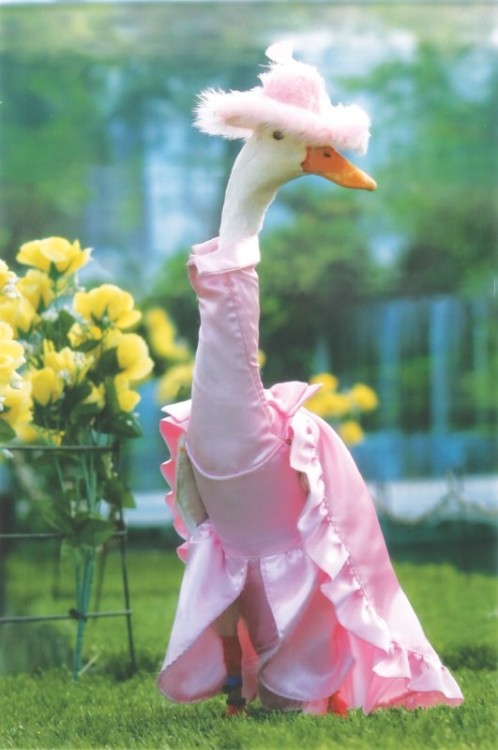 becausebirds:archiemcphee:Hooray! It’s time once again to visit the Duck Fashion Show, where hau