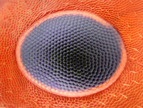 "there Would Be More Legs Than Eyes On Earth Because Of Ants" Was A Recurring Comment On That Eyes Vs