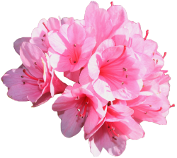 transparent-flowers:  Azalea Kirin. Click here for transparent flowers!  