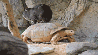kittycat997:  buttart:  animals-riding-animals:  wombat riding turtle  the animal