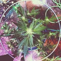 cannabis-world:  Cannabis-World:#marijuana  Join the world of weed and love: Stoners Unite!!  