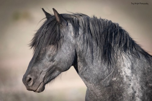 scarlettjane22:  Blue! King of the Fish Springs Range. Keeping an eye out while his lady grazes near