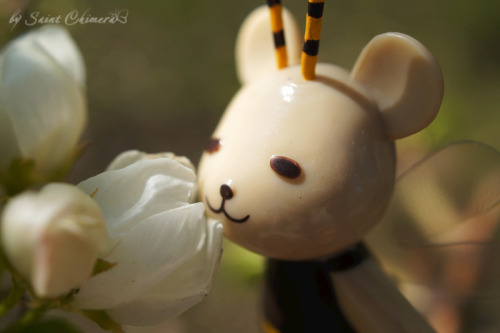 saintchimera:Spring, flowers, kumahachi. He’s sooo cute. ♡＼(￣▽￣)／♡