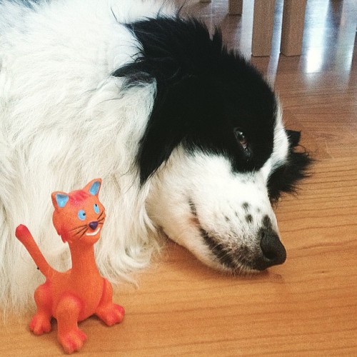 Doggie with her current favourite toy, the orange kitty. She brings ot everywhere, I think she might