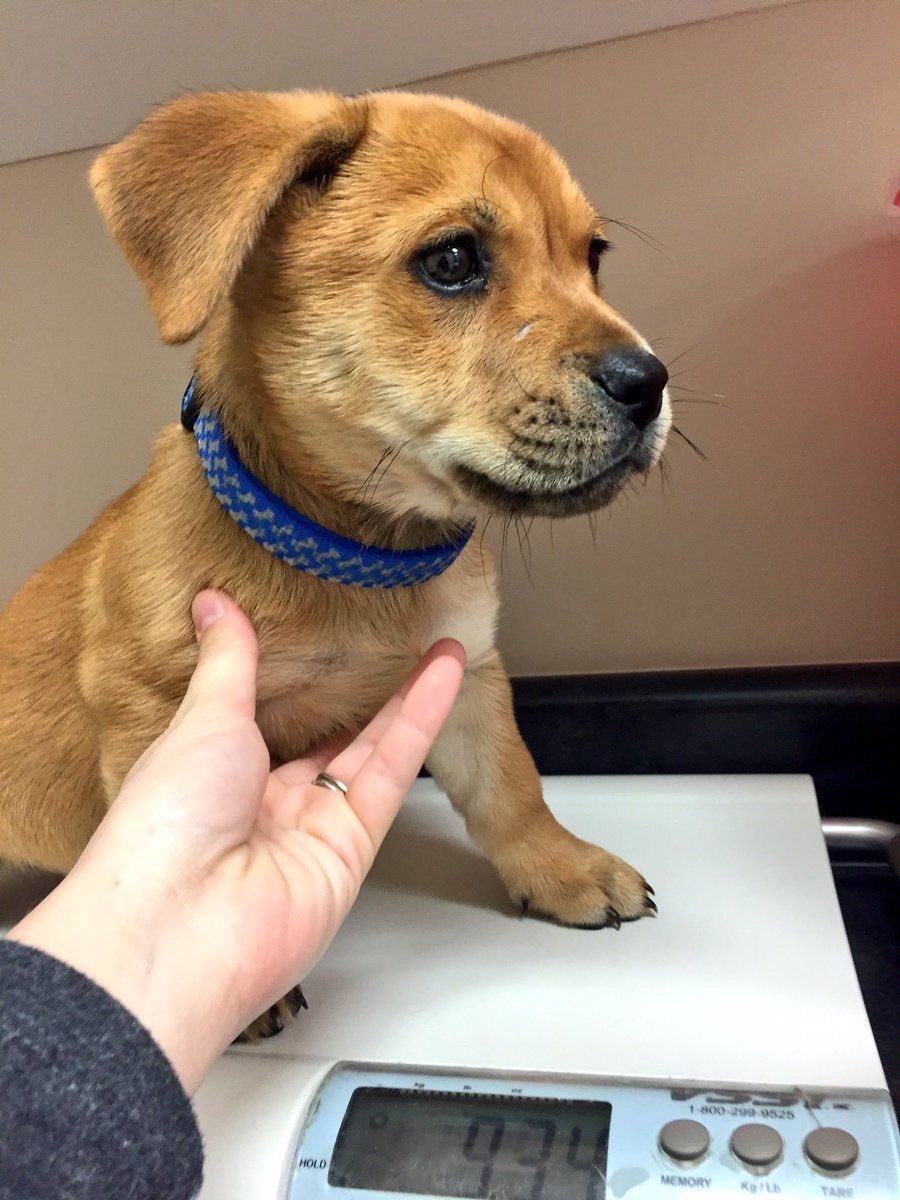 babyanimalgifs:  OHMYGOD HE’S SO CUTE