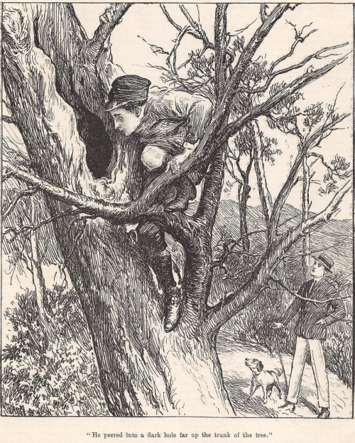 &ldquo;He peered into a dark hole far up the trunk of the tree.&quot;  From Chatterbox, 1918. Someti