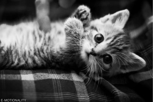 silly-luv:  ♡ find your best posts on my blog ♡