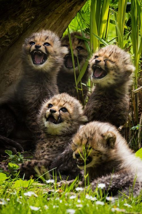 animalsarehype:Little Cheetahs by Martin Frehe