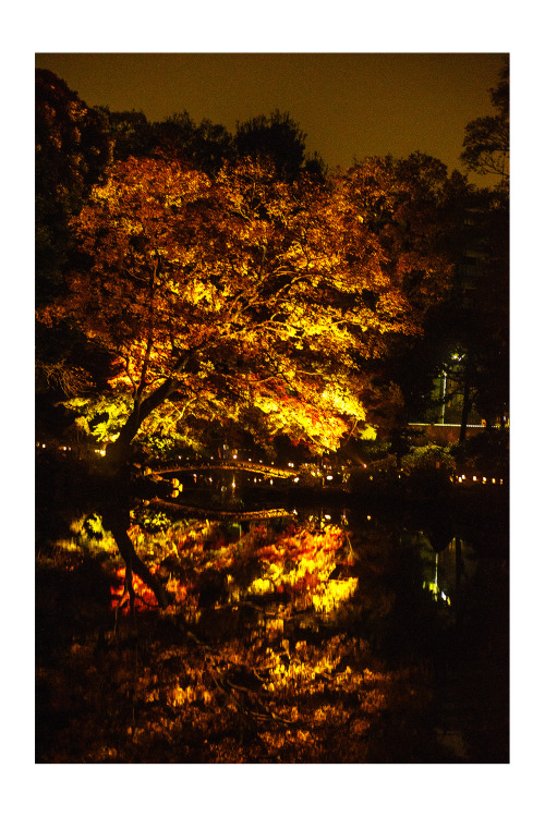 ryojapaniphoto