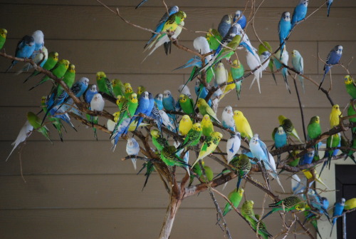 naniroxy:  bethyjones94:  naniroxy SEE LOOK BIRBS  SCREAMING 