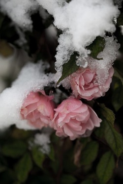 fairycemetery:  rasluka17:  http://www.flickr.com/photos/ilva-b/ Don’t delete the credit!!  ❤