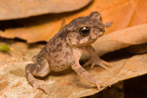 frogs-from-bogs:Duttaphrynus beddomii by Sandrine