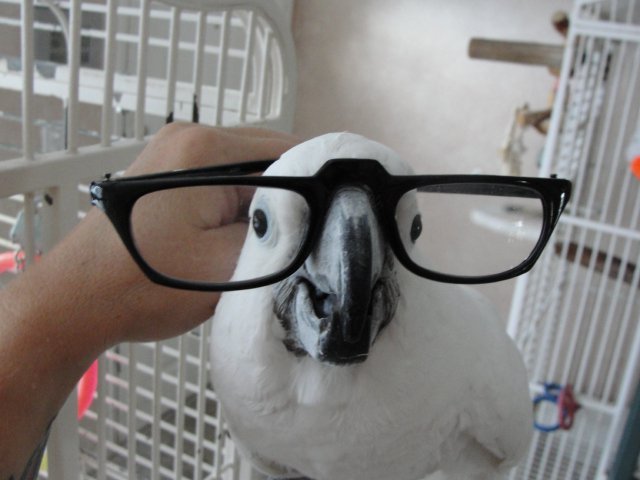 We have a wonderful little cockatoo available for adoption through No Feather Left behind.
His name is Archie and he is a ham. He loves everyone and needs to be involved with whatever you’re doing.
Cockatoos are not beginner birds. Let me know if you...