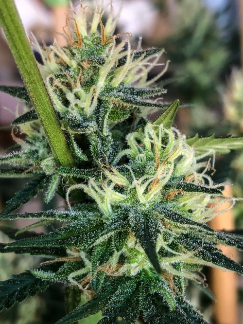 trichomephotography: Papaya lowers on Day 42 of flower Bred by Nirvana Seeds