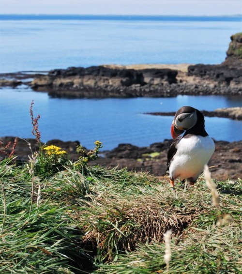 Hundreds of Puffins on the Treshnish isles, Inner Hebrides, Scotland. Photos taken last week during 