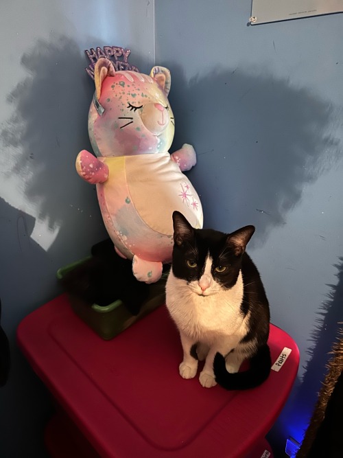 Todays My Brothers Birthday, So I Shall Be Posting His Cats Buttercup & Sylvester