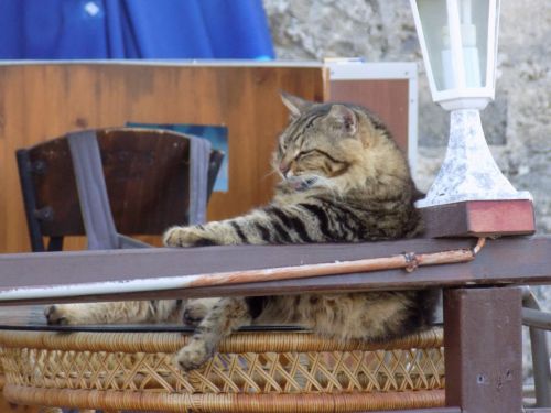 Ship’s Cat(via FrankAndJoan.com | Our continuing adventures in Northern Cyprus)
