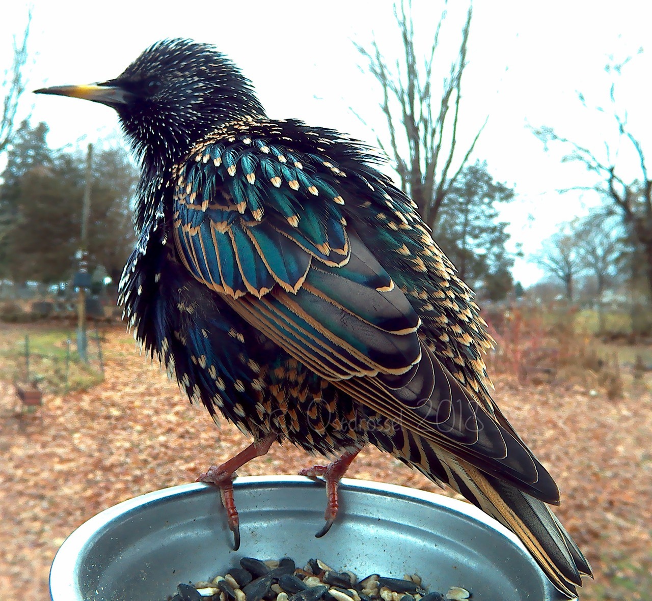 the-jackals:  ostdrossel: I know European Starlings are not everybody’s favourite