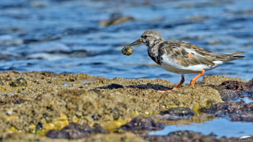 Turnstone - Rola-do-mar (Arenaria interpres)Oeiras/Portugal (1/10/2021)[Nikon D500; AF-S Nikkor 500m