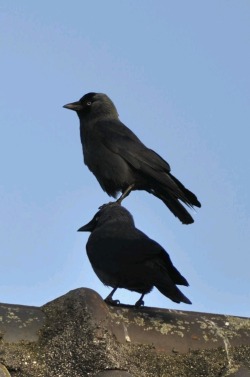 animals-riding-animals:bird riding bird