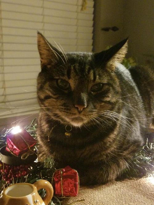 This is Leo, the Christmas Kitty(submitted by @beesintechnicolor)