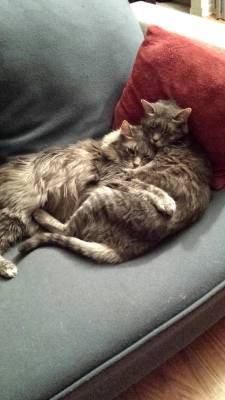 awwww-cute:  They fight sometimes, but at the end of the day they have nothing but love