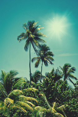 italian-luxury:  Palm Tree Oasis by Kasper