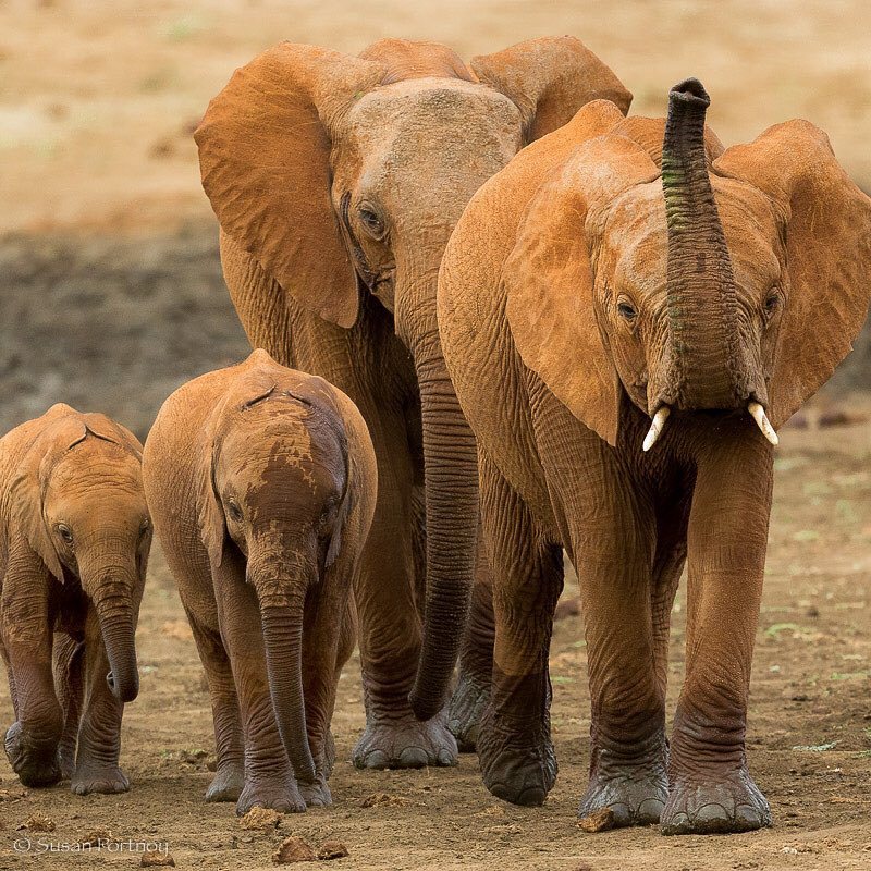 insatiabletraveler:  After a good long drink from a dam, four elephants from a larger