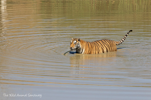 Some of their animals also look downright obese. (I have not been picky with these images.)Yes, that