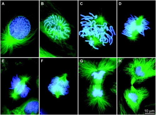 Top: Drawings of mitosis in newt cells found in W. Flemming, Zellsubstanz, kern und zelltheilung (Ve