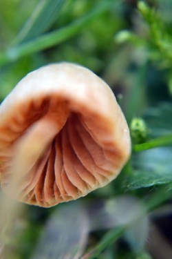 wolftea:  beneath a tiny mushroom  