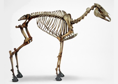 centuriespast: This is the skeleton of Napoleon Bonaparte’s favourite steed, Marengo. An Arab 