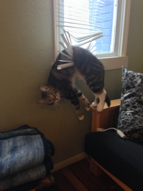 badger-shenanigans:  it wasn’t me. i dont know how this happened i was just sitting on the chair it wasn’t me 