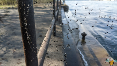 Midges - Family: Chironomidae | Species unknownAfter last week’s video post showcasing these insects