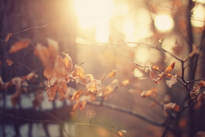 definitelydope:  When the last leaf falls (by Martin Kühn)