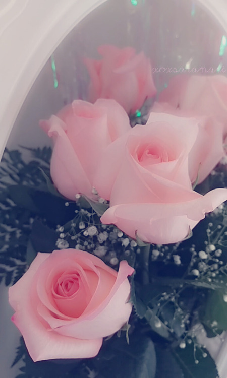 xoxsaramari:  the roses he got me