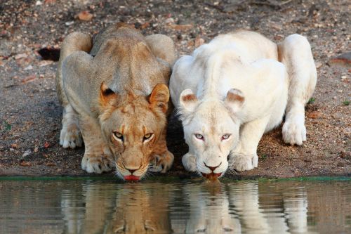 sixpenceee:  A stunning photo of two lionesses taken at the Motswari Game Reserve in South Africa, b