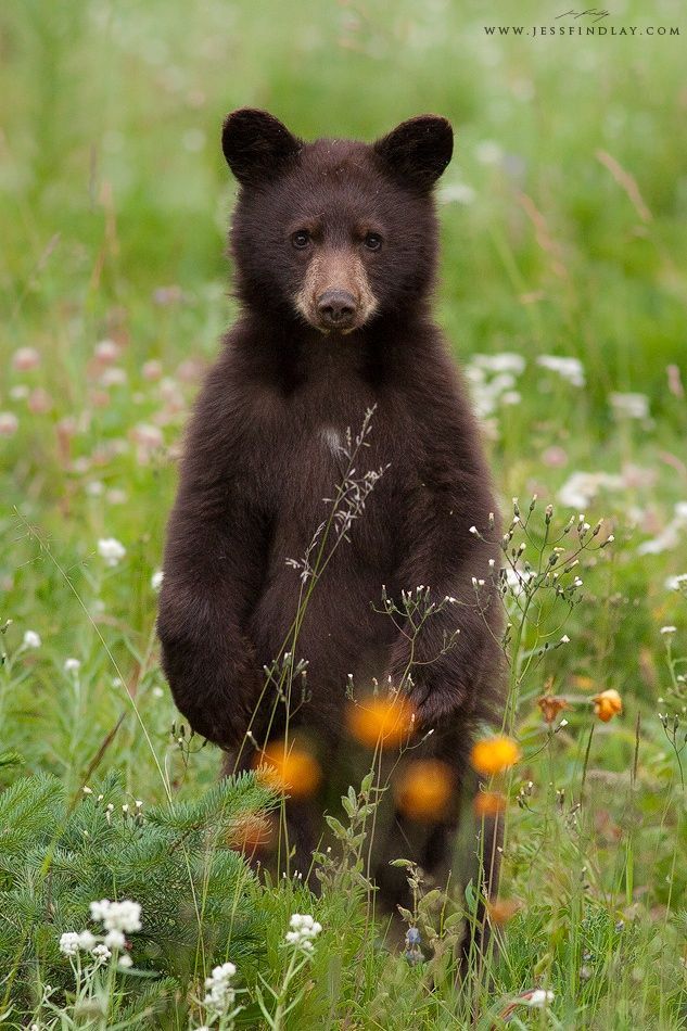 cuiledhwen:
“Cinnamon Cub by Findlay on 500px
”