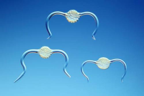 RadiolariansThese amoeba like plankton construct elaborate shells, and have been around since the Ca