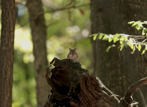 Just a little Fall Chipmunk aesthetic to brighten up your day. 