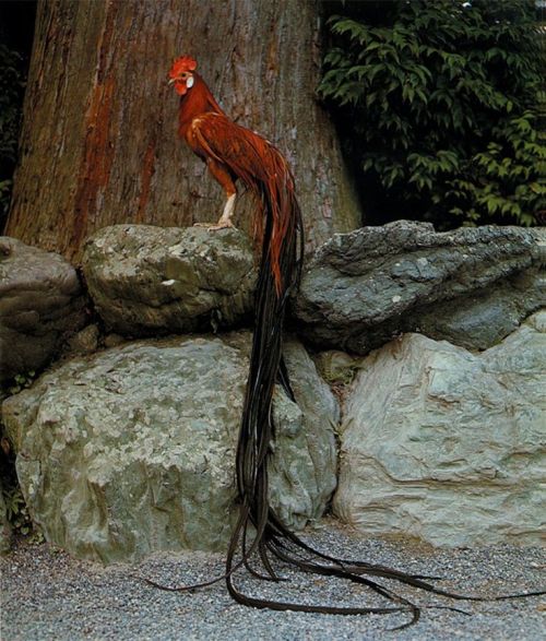 unexplained-events: Onagadori (Japanese for “long tailed chicken”) is a Japanese br